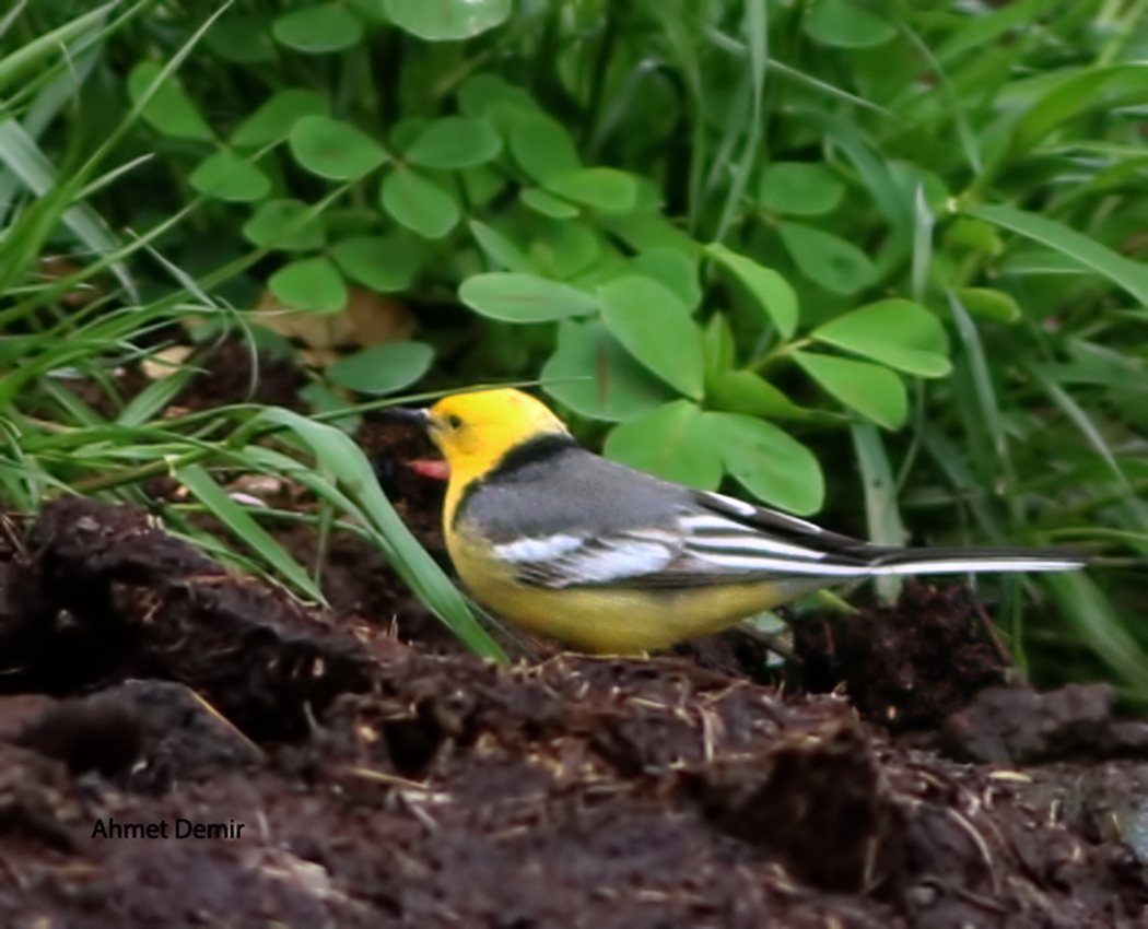 Citrine Wagtail